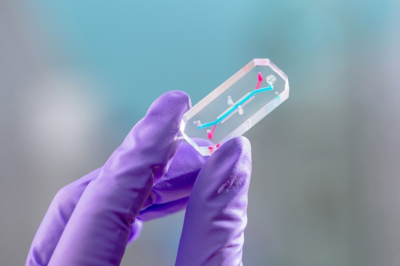 Artemis II tissue samples poised to transform how NASA studies space effects on humans