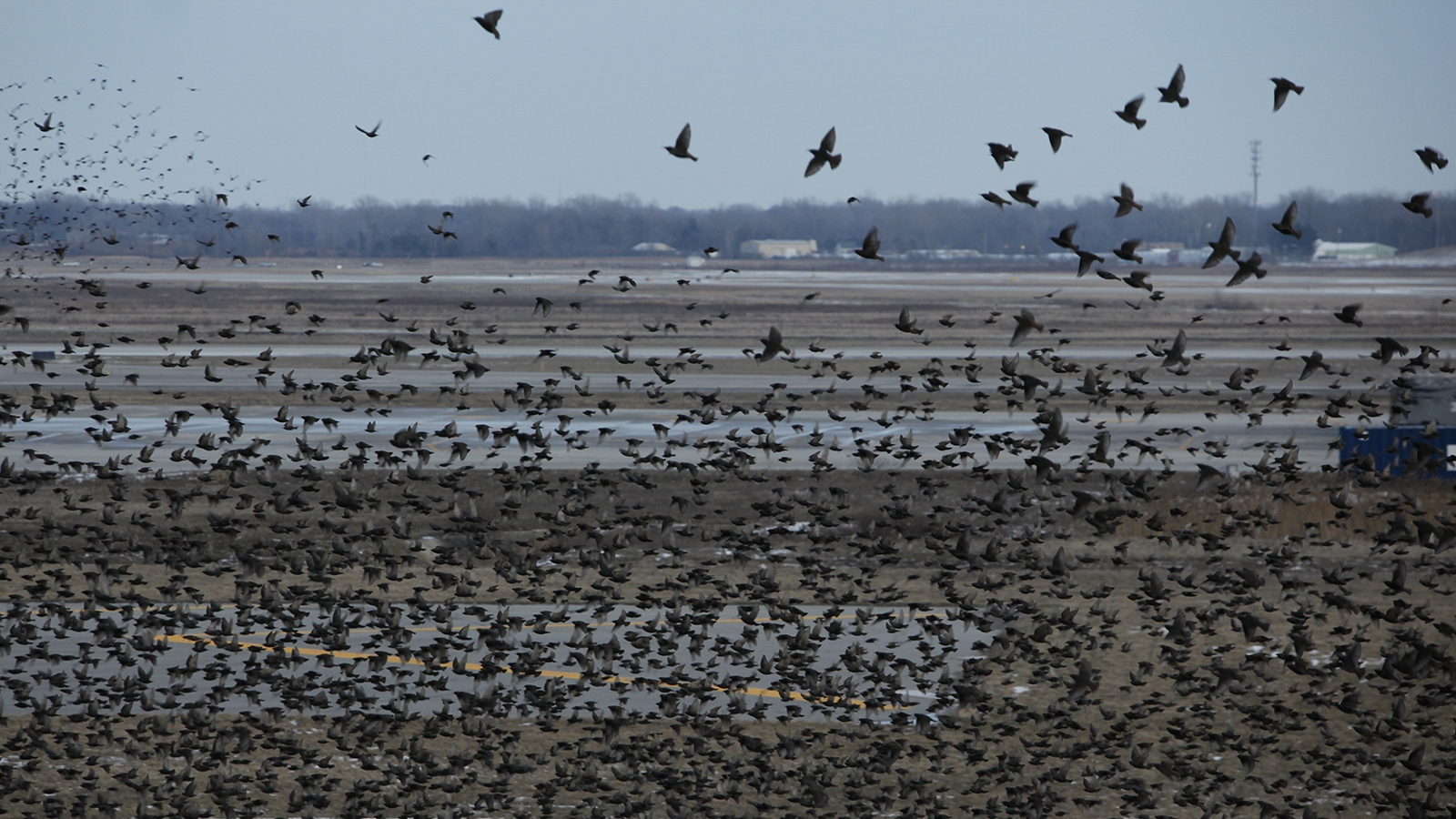 For air taxis, a flap over birds
