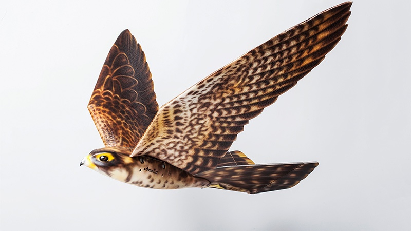 A peregrine falcon in flight, wings fully spread and detailed plumage visible, against a plain light background.