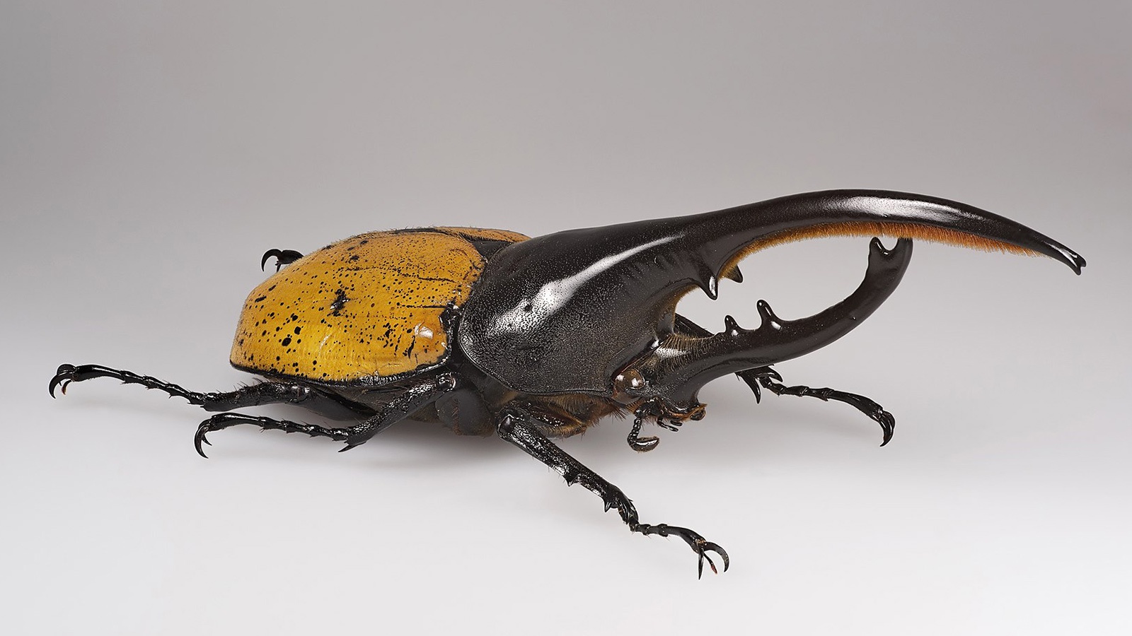 Close-up image of a Hercules beetle with a shiny, yellow, spot-patterned shell and long, curved horns on a plain white background.