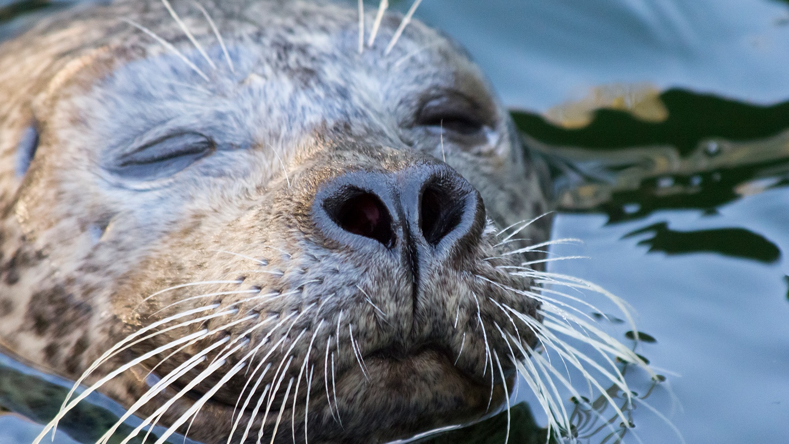 Close-up of a seal's face with its eyes closed, showing whiskers and a dark, wet nose, partially submerged in water.