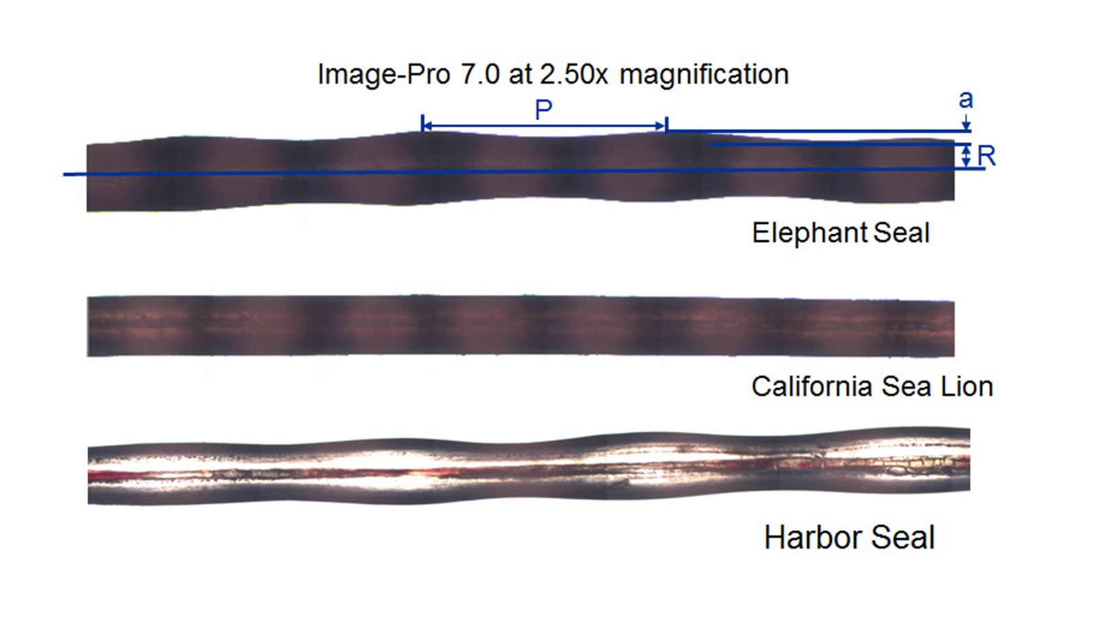 Comparative image under 2.50x magnification shows three seal hair samples: Elephant Seal, California Sea Lion, and Harbor Seal, with a labeled scale for measurement (P = periodicity, R = radius).